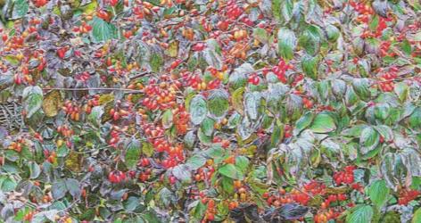 —产自《中国绿色生态山茱萸示范县K8凯发登录入口阳城山茱萸茶—(图2)